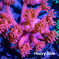 Goniopora Coral - Red Goni Frag WYSIWYG Goniopora Coral - Red Goni Frag WYSIWYG Animals & Pet Supplies Goniopora Coral - Red Goni Frag WYSIWYG Zeo Box Reef