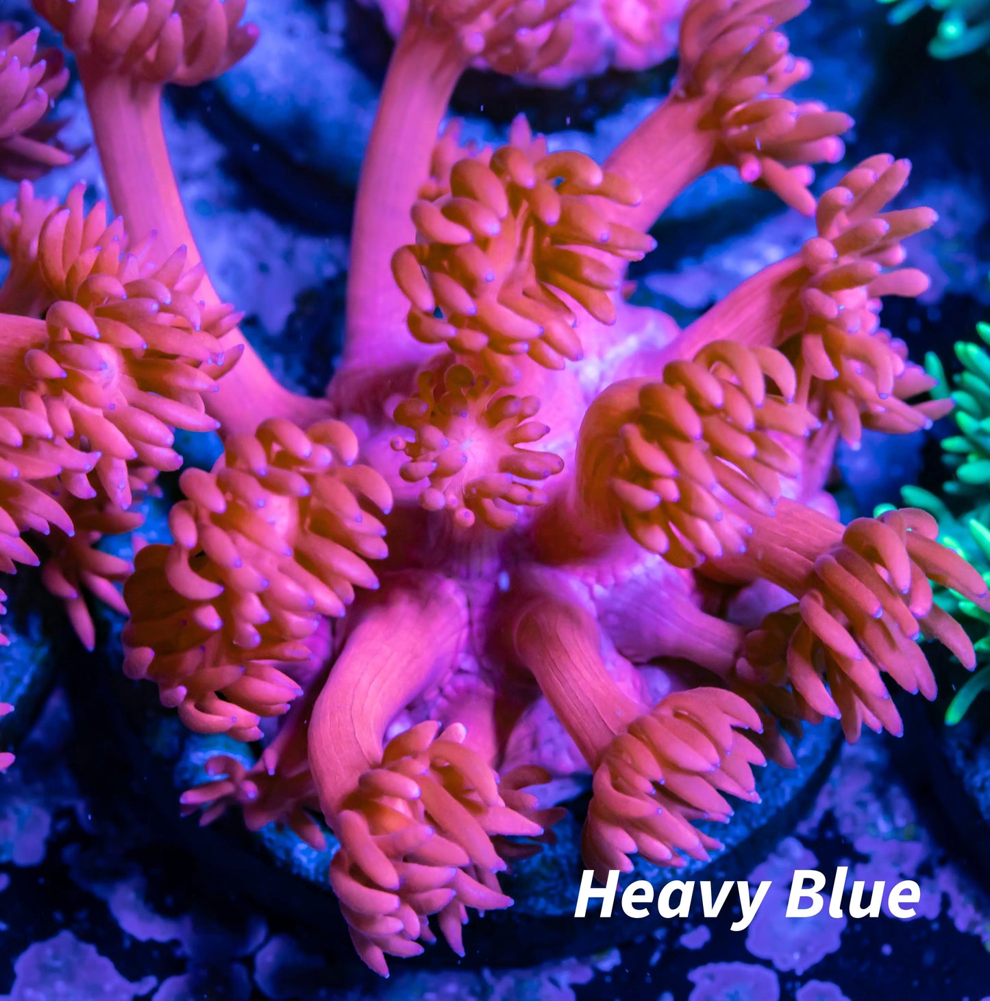 Goniopora Coral - Red Goni Frag WYSIWYG Goniopora Coral - Red Goni Frag WYSIWYG Animals & Pet Supplies Goniopora Coral - Red Goni Frag WYSIWYG Zeo Box Reef