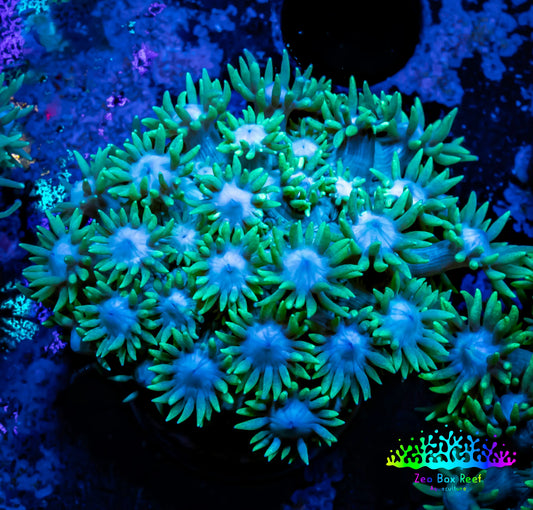 Goniopora Coral - Frag - WYSIWYG A1R2B2 Goniopora Coral - Frag - WYSIWYG A1R2B2 Animals & Pet Supplies Goniopora Coral - Frag - WYSIWYG A1R2B2 Zeo Box Reef