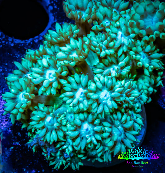 Goniopora Coral - Frag - WYSIWYG A8R2B2 Goniopora Coral - Frag - WYSIWYG A8R2B2 Animals & Pet Supplies Goniopora Coral - Frag - WYSIWYG A8R2B2 Zeo Box Reef