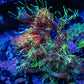 Goniopora Coral -  Goni Frag- WYSIWYG A3R3B1 Goniopora Coral -  Goni Frag- WYSIWYG A3R3B1 Animals & Pet Supplies Goniopora Coral -  Goni Frag- WYSIWYG A3R3B1 Zeo Box Reef