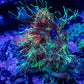 Goniopora Coral -  Goni Frag- WYSIWYG A3R3B1 Goniopora Coral -  Goni Frag- WYSIWYG A3R3B1 Animals & Pet Supplies Goniopora Coral -  Goni Frag- WYSIWYG A3R3B1 Zeo Box Reef