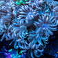 Goniopora Coral - Goni Frag WYSIWYG Goniopora Coral - Goni Frag WYSIWYG Animals & Pet Supplies Goniopora Coral - Goni Frag WYSIWYG Zeo Box Reef