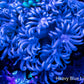 Goniopora Coral - Goni Frag WYSIWYG Goniopora Coral - Goni Frag WYSIWYG Animals & Pet Supplies Goniopora Coral - Goni Frag WYSIWYG Zeo Box Reef
