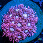 Goniopora Coral - Goni Frag- WYSIWYG Goniopora Coral - Goni Frag- WYSIWYG Animals & Pet Supplies Goniopora Coral - Goni Frag- WYSIWYG Zeo Box Reef