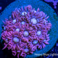 Goniopora Coral - Goni Frag- WYSIWYG Goniopora Coral - Goni Frag- WYSIWYG Animals & Pet Supplies Goniopora Coral - Goni Frag- WYSIWYG Zeo Box Reef