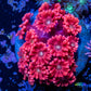 Goniopora Coral -  Goni Frag- WYSIWYG Goniopora Coral -  Goni Frag- WYSIWYG Animals & Pet Supplies Goniopora Coral -  Goni Frag- WYSIWYG Zeo Box Reef