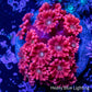 Goniopora Coral -  Goni Frag- WYSIWYG Goniopora Coral -  Goni Frag- WYSIWYG Animals & Pet Supplies Goniopora Coral -  Goni Frag- WYSIWYG Zeo Box Reef