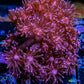 Goniopora Coral -  Goni Frag- WYSIWYG Goniopora Coral -  Goni Frag- WYSIWYG Animals & Pet Supplies Goniopora Coral -  Goni Frag- WYSIWYG Zeo Box Reef