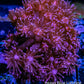 Goniopora Coral -  Goni Frag- WYSIWYG Goniopora Coral -  Goni Frag- WYSIWYG Animals & Pet Supplies Goniopora Coral -  Goni Frag- WYSIWYG Zeo Box Reef