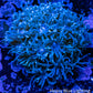 Goniopora Coral -  Goni Frag- WYSIWYG Goniopora Coral -  Goni Frag- WYSIWYG Animals & Pet Supplies Goniopora Coral -  Goni Frag- WYSIWYG Zeo Box Reef