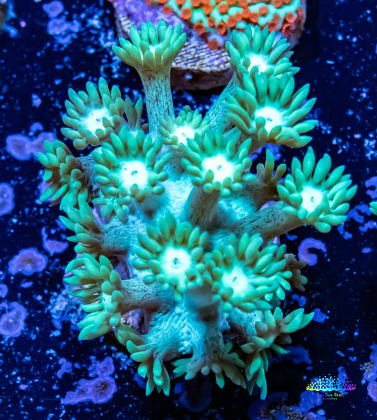 Goniopora Coral - Green WYSIWYG Goni Frag Goniopora Coral - Green WYSIWYG Goni Frag Animals & Pet Supplies Goniopora Coral - Green WYSIWYG Goni Frag Zeo Box Reef