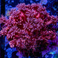 Goniopora Coral -  Pink Goni Frag- WYSIWYG Goniopora Coral -  Pink Goni Frag- WYSIWYG Animals & Pet Supplies Goniopora Coral -  Pink Goni Frag- WYSIWYG Zeo Box Reef