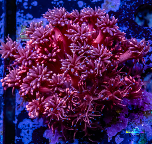 Goniopora Coral -  Pink Goni Frag- WYSIWYG Goniopora Coral -  Pink Goni Frag- WYSIWYG Animals & Pet Supplies Goniopora Coral -  Pink Goni Frag- WYSIWYG Zeo Box Reef