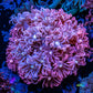 Goniopora Coral - Pink WYSIWYG Goni Frag Goniopora Coral - Pink WYSIWYG Goni Frag Animals & Pet Supplies Goniopora Coral - Pink WYSIWYG Goni Frag Zeo Box Reef