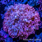 Goniopora Coral - Pink WYSIWYG Goni Frag Goniopora Coral - Pink WYSIWYG Goni Frag Animals & Pet Supplies Goniopora Coral - Pink WYSIWYG Goni Frag Zeo Box Reef