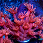 Goniopora Coral - Red Blue Tip Goni Frag- WYSIWYG Goniopora Coral - Red Blue Tip Goni Frag- WYSIWYG Animals & Pet Supplies Goniopora Coral - Red Blue Tip Goni Frag- WYSIWYG Zeo Box Reef