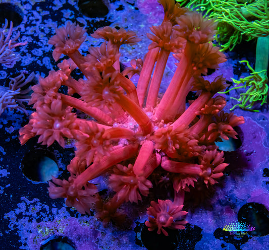Goniopora Coral - Red Goni Frag Goniopora Coral - Red Goni Frag Animals & Pet Supplies Goniopora Coral - Red Goni Frag Zeo Box Reef