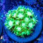Goniopora Coral - Toxic Green  Frag Goniopora Coral - Toxic Green  Frag Animals & Pet Supplies Goniopora Coral - Toxic Green  Frag Zeo Box Reef