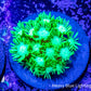 Goniopora Coral - Toxic Green  Frag Goniopora Coral - Toxic Green  Frag Animals & Pet Supplies Goniopora Coral - Toxic Green  Frag Zeo Box Reef