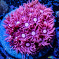 Goniopora Coral - Ultra Pink  Frag Goniopora Coral - Ultra Pink  Frag Animals & Pet Supplies Goniopora Coral - Ultra Pink  Frag Zeo Box Reef
