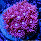 Goniopora Coral - Ultra Pink  Frag Goniopora Coral - Ultra Pink  Frag Animals & Pet Supplies Goniopora Coral - Ultra Pink  Frag Zeo Box Reef