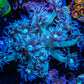 Goniopora Coral - WYSIWYG 4cm Goniopora Coral - WYSIWYG 4cm Animals & Pet Supplies Goniopora Coral - WYSIWYG 4cm Zeo Box Reef