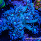 Goniopora Coral - WYSIWYG 4cm Goniopora Coral - WYSIWYG 4cm Animals & Pet Supplies Goniopora Coral - WYSIWYG 4cm Zeo Box Reef
