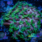 Goniopora Coral - WYSIWYG  8cm Goniopora Coral - WYSIWYG  8cm Animals & Pet Supplies Goniopora Coral - WYSIWYG  8cm Zeo Box Reef