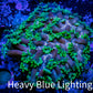 Goniopora Coral - WYSIWYG  8cm Goniopora Coral - WYSIWYG  8cm Animals & Pet Supplies Goniopora Coral - WYSIWYG  8cm Zeo Box Reef