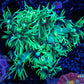 Goniopora Coral - WYSIWYG Frag Goniopora Coral - WYSIWYG Frag Animals & Pet Supplies Goniopora Coral - WYSIWYG Frag Zeo Box Reef