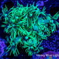 Goniopora Coral - WYSIWYG Frag Goniopora Coral - WYSIWYG Frag Animals & Pet Supplies Goniopora Coral - WYSIWYG Frag Zeo Box Reef