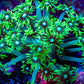 Goniopora Coral - WYSIWYG Frag Goniopora Coral - WYSIWYG Frag Animals & Pet Supplies Goniopora Coral - WYSIWYG Frag Zeo Box Reef