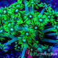 Goniopora Coral - WYSIWYG Frag Goniopora Coral - WYSIWYG Frag Animals & Pet Supplies Goniopora Coral - WYSIWYG Frag Zeo Box Reef