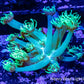 Goniopora Coral - WYSIWYG Frag Goniopora Coral - WYSIWYG Frag Animals & Pet Supplies Goniopora Coral - WYSIWYG Frag Zeo Box Reef