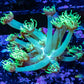 Goniopora Coral - WYSIWYG Frag Goniopora Coral - WYSIWYG Frag Animals & Pet Supplies Goniopora Coral - WYSIWYG Frag Zeo Box Reef