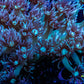 Goniopora Coral - WYSIWYG Goni Frag Goniopora Coral - WYSIWYG Goni Frag Animals & Pet Supplies Goniopora Coral - WYSIWYG Goni Frag Zeo Box Reef