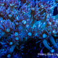 Goniopora Coral - WYSIWYG Goni Frag Goniopora Coral - WYSIWYG Goni Frag Animals & Pet Supplies Goniopora Coral - WYSIWYG Goni Frag Zeo Box Reef