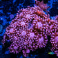 Goniopora Coral - WYSIWYG Goni Frag Goniopora Coral - WYSIWYG Goni Frag Animals & Pet Supplies Goniopora Coral - WYSIWYG Goni Frag Zeo Box Reef