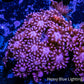 Goniopora Coral - WYSIWYG Goni Frag Goniopora Coral - WYSIWYG Goni Frag Animals & Pet Supplies Goniopora Coral - WYSIWYG Goni Frag Zeo Box Reef