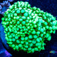 Goniopora Coral - WYSIWYG Goni Frag Goniopora Coral - WYSIWYG Goni Frag Animals & Pet Supplies Goniopora Coral - WYSIWYG Goni Frag Zeo Box Reef