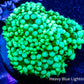 Goniopora Coral - WYSIWYG Goni Frag Goniopora Coral - WYSIWYG Goni Frag Animals & Pet Supplies Goniopora Coral - WYSIWYG Goni Frag Zeo Box Reef