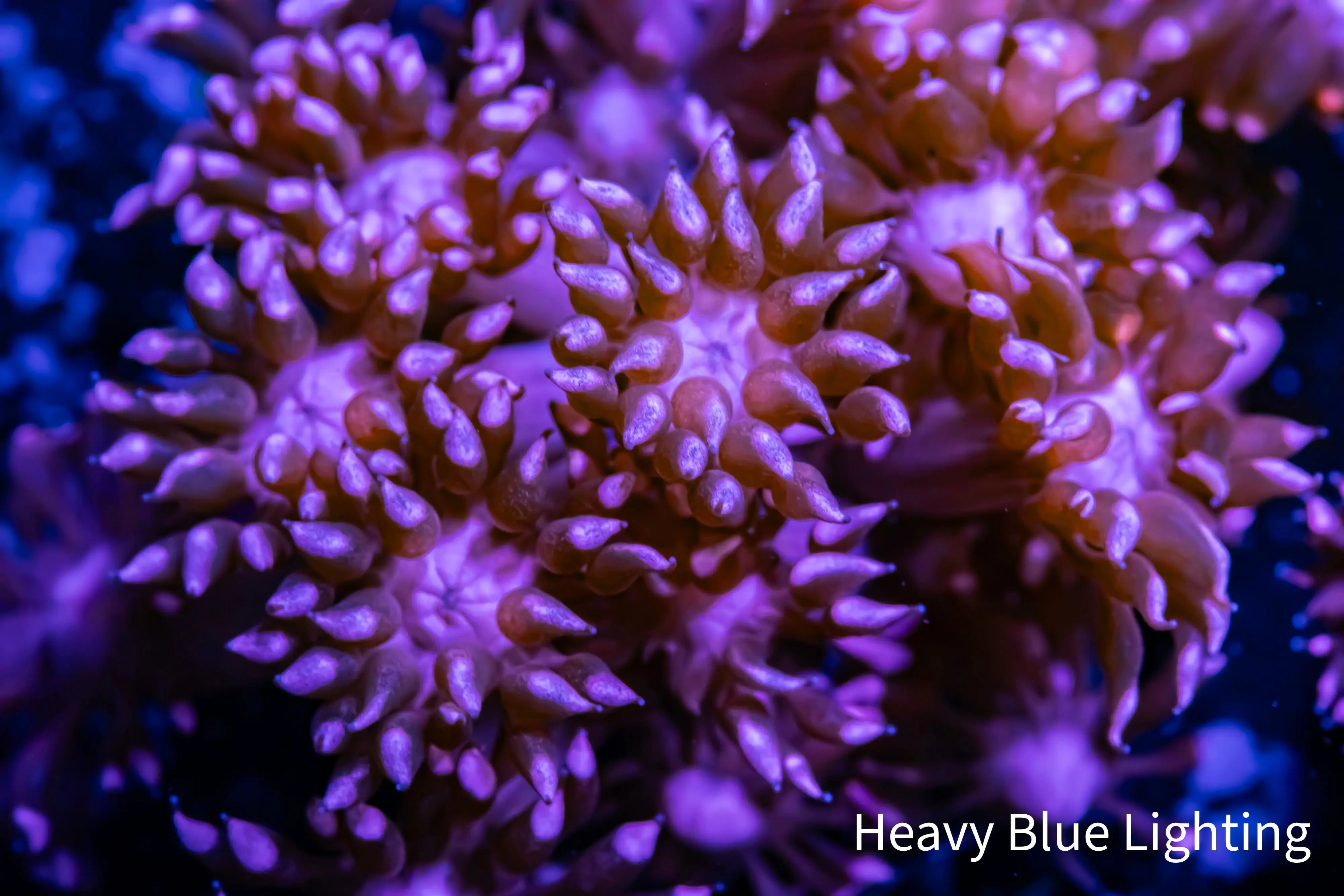 Goniopora Coral - WYSIWYG Goni Frag