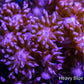 Goniopora Coral - WYSIWYG Goni Frag Goniopora Coral - WYSIWYG Goni Frag Animals & Pet Supplies Goniopora Coral - WYSIWYG Goni Frag Zeo Box Reef
