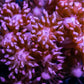 Goniopora Coral - WYSIWYG Goni Frag Goniopora Coral - WYSIWYG Goni Frag Animals & Pet Supplies Goniopora Coral - WYSIWYG Goni Frag Zeo Box Reef