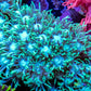 Goniopora Coral - WYSIWYG Goni Frag Goniopora Coral - WYSIWYG Goni Frag Animals & Pet Supplies Goniopora Coral - WYSIWYG Goni Frag Zeo Box Reef