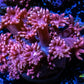 Goniopora Coral - WYSIWYG Goni Frag Goniopora Coral - WYSIWYG Goni Frag Animals & Pet Supplies Goniopora Coral - WYSIWYG Goni Frag Zeo Box Reef