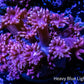 Goniopora Coral - WYSIWYG Goni Frag Goniopora Coral - WYSIWYG Goni Frag Animals & Pet Supplies Goniopora Coral - WYSIWYG Goni Frag Zeo Box Reef