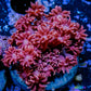 Goniopora Coral - WYSIWYG Goni Frag Goniopora Coral - WYSIWYG Goni Frag Animals & Pet Supplies Goniopora Coral - WYSIWYG Goni Frag Zeo Box Reef