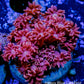 Goniopora Coral - WYSIWYG Goni Frag Goniopora Coral - WYSIWYG Goni Frag Animals & Pet Supplies Goniopora Coral - WYSIWYG Goni Frag Zeo Box Reef
